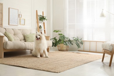 Photo of Adorable Samoyed dog in modern living room