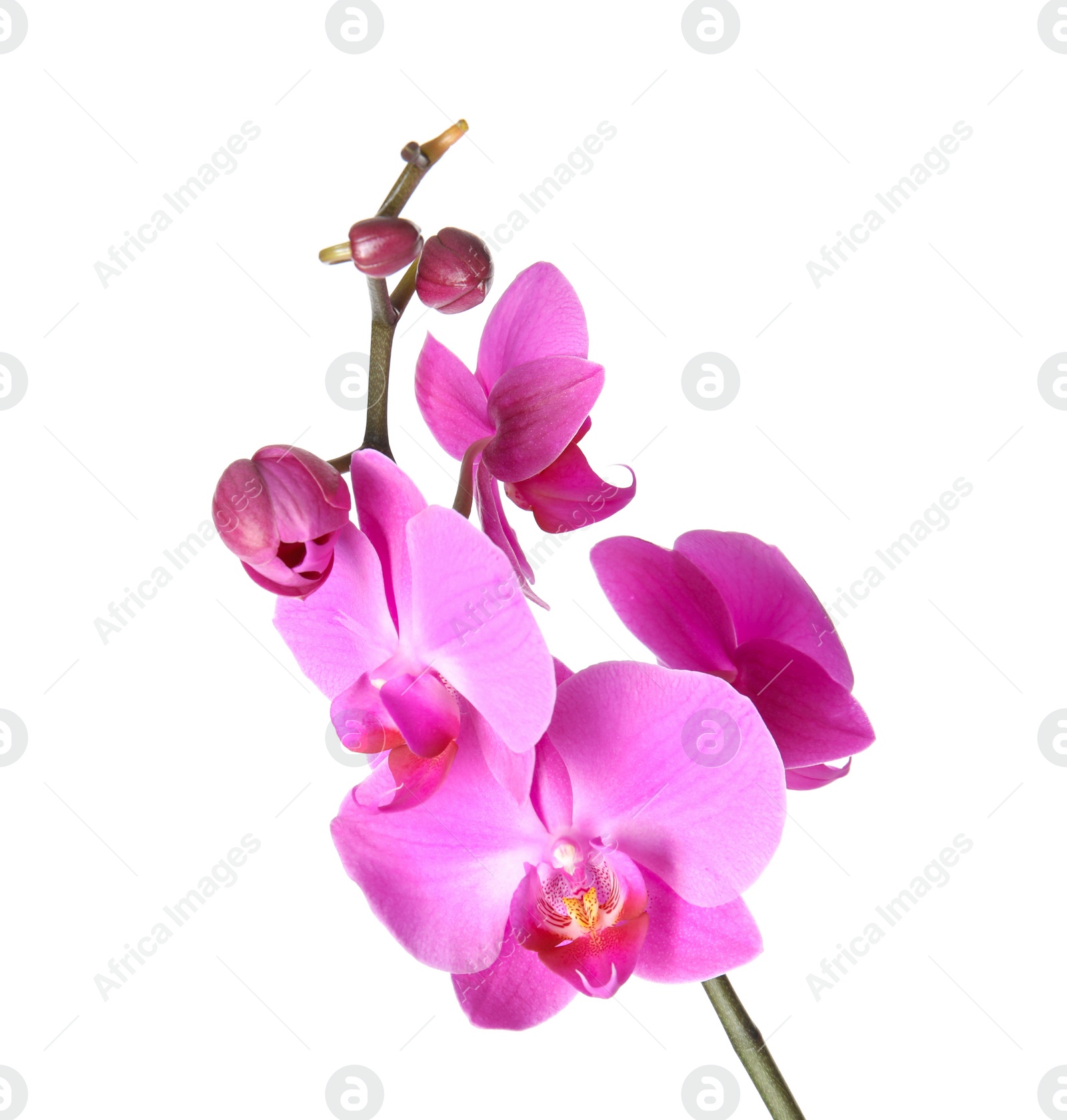 Photo of Beautiful orchid flower on white background. Tropical plant