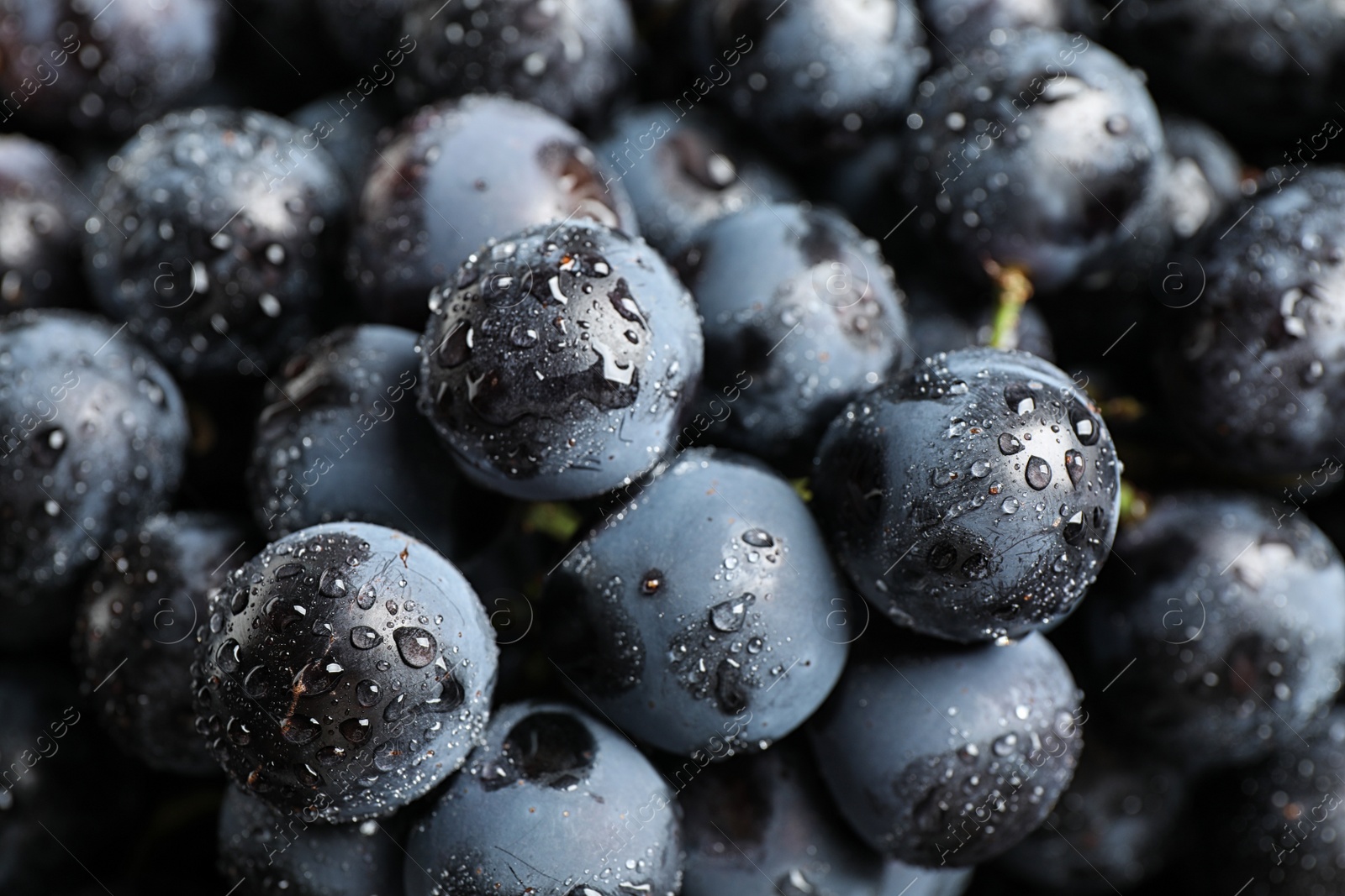 Photo of Fresh ripe juicy black grapes as background, closeup view