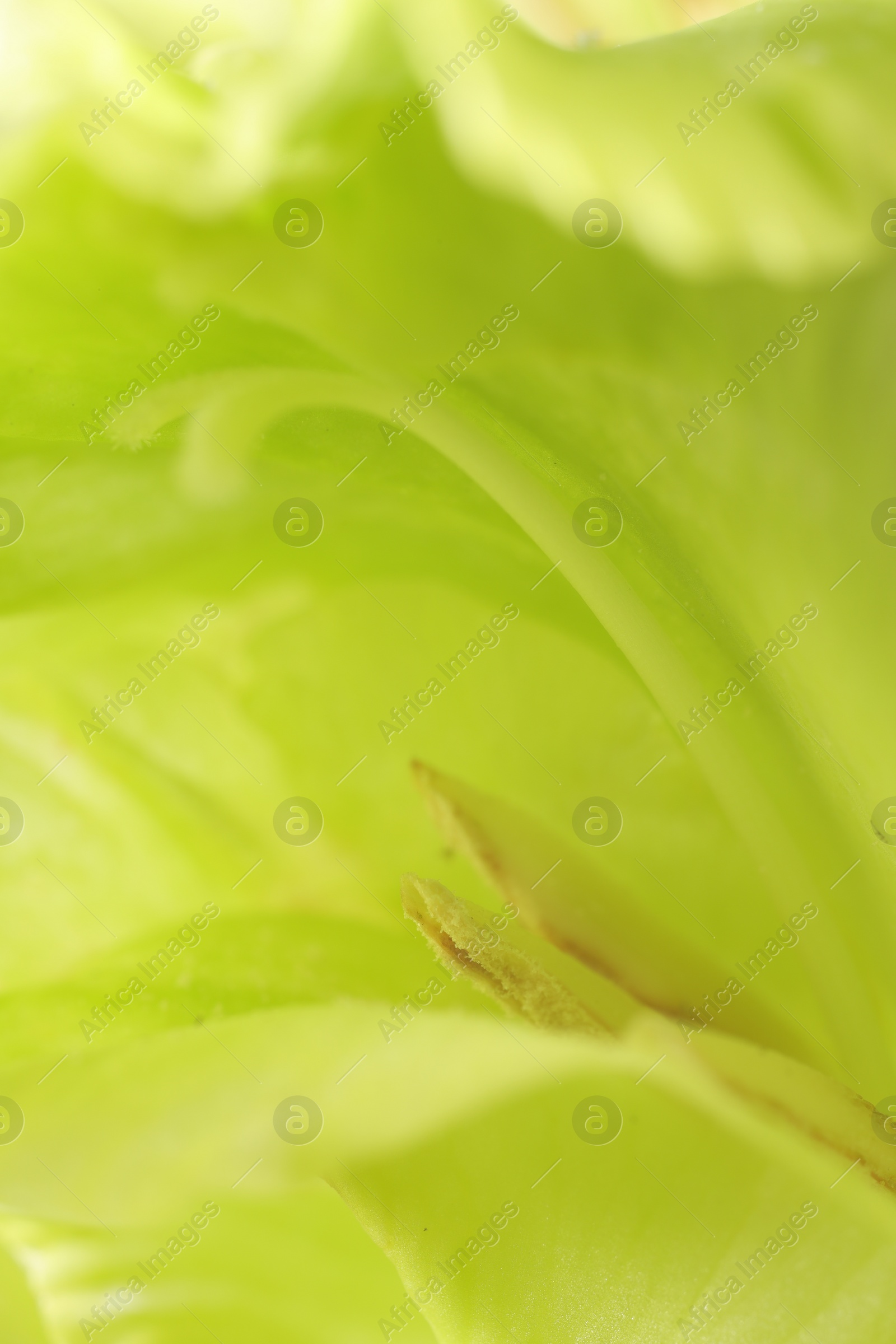 Photo of Beautiful light green Gladiolus flower as background, macro view