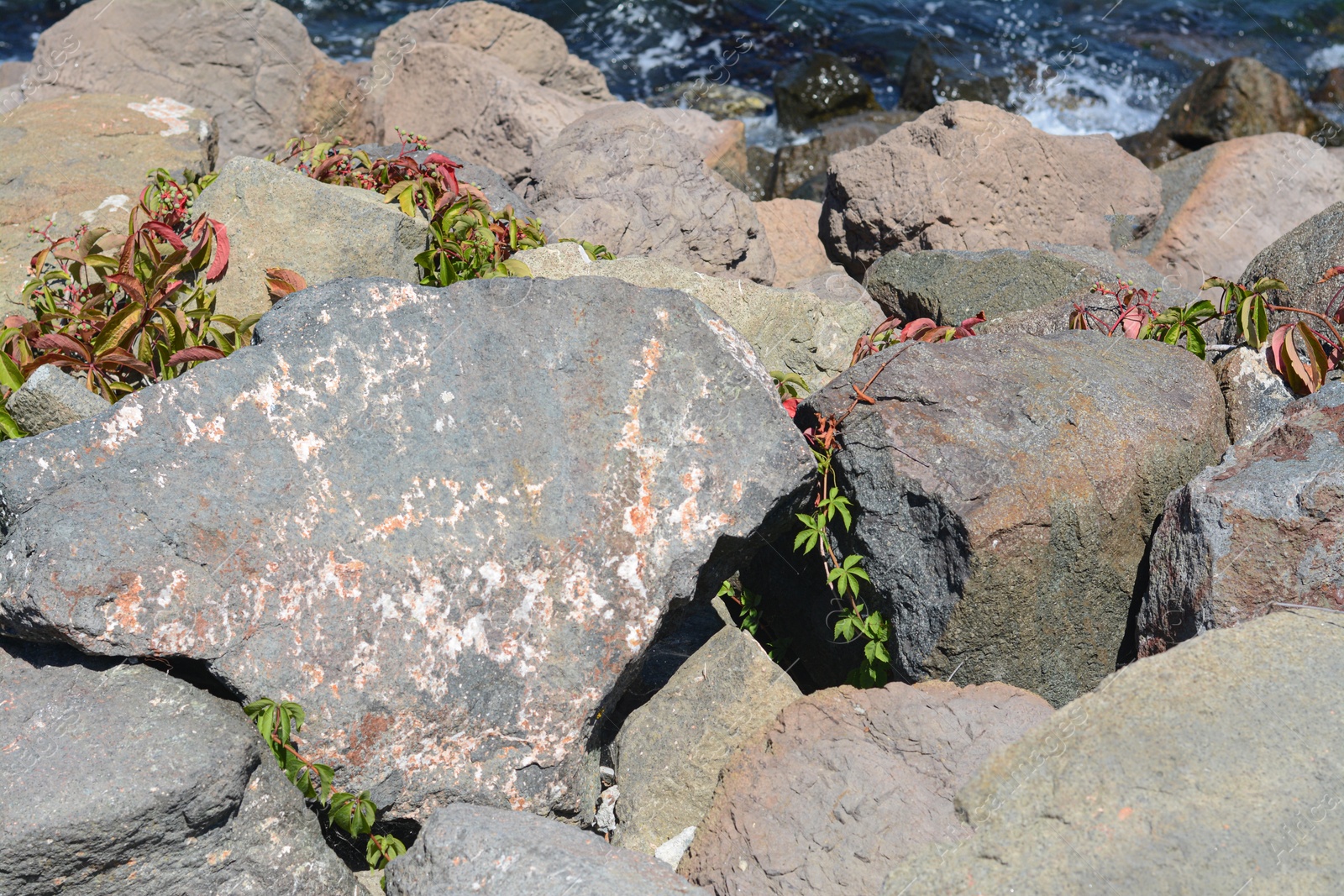 Photo of Rocky beach with green plants on sunny day as background, closeup