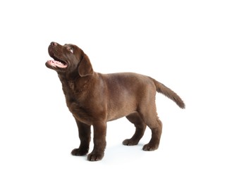 Photo of Cute chocolate Labrador Retriever puppy on white background