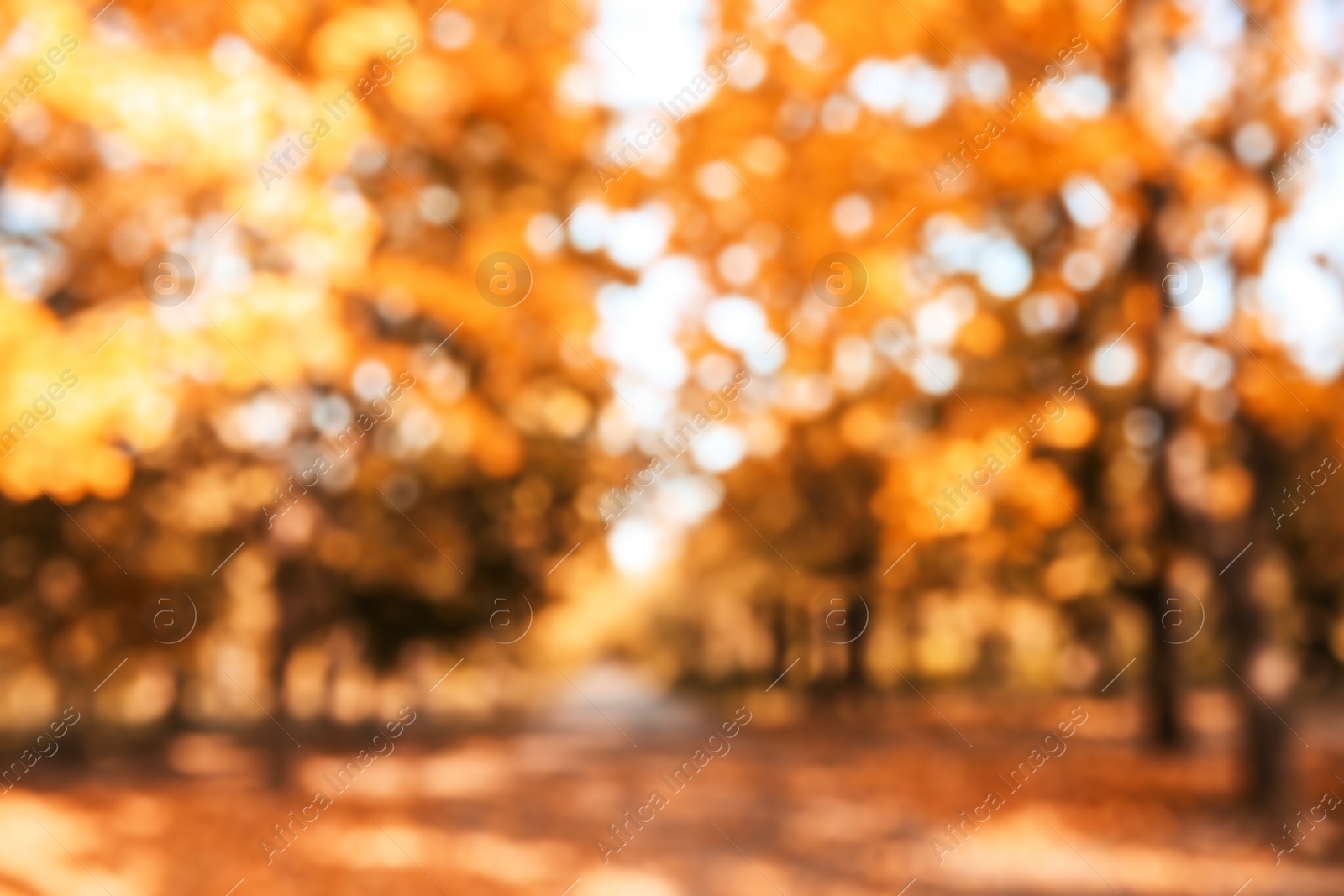 Photo of Blurred view of trees with bright leaves in park. Autumn landscape