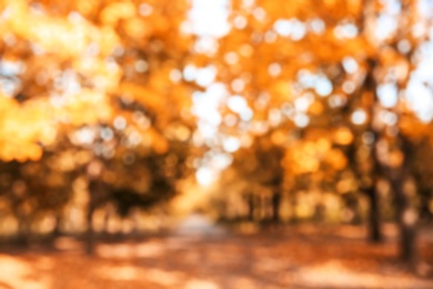 Photo of Blurred view of trees with bright leaves in park. Autumn landscape