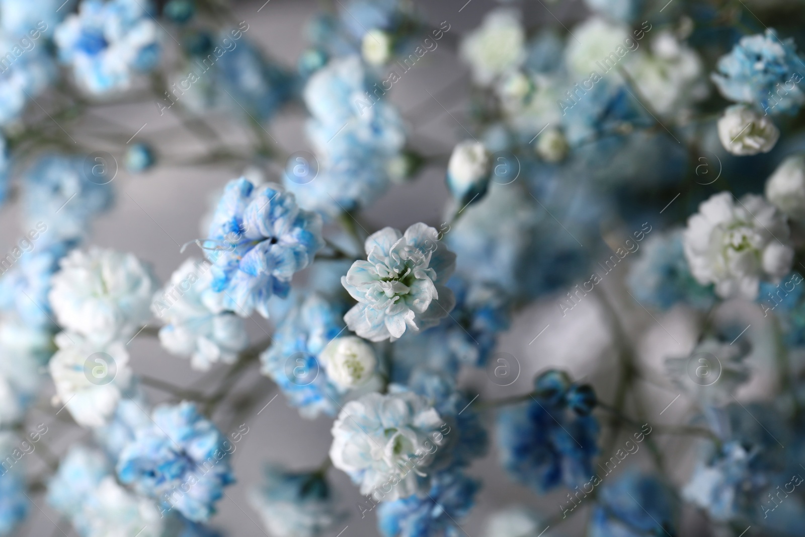 Photo of Beautiful dyed gypsophila flowers on light grey background, closeup