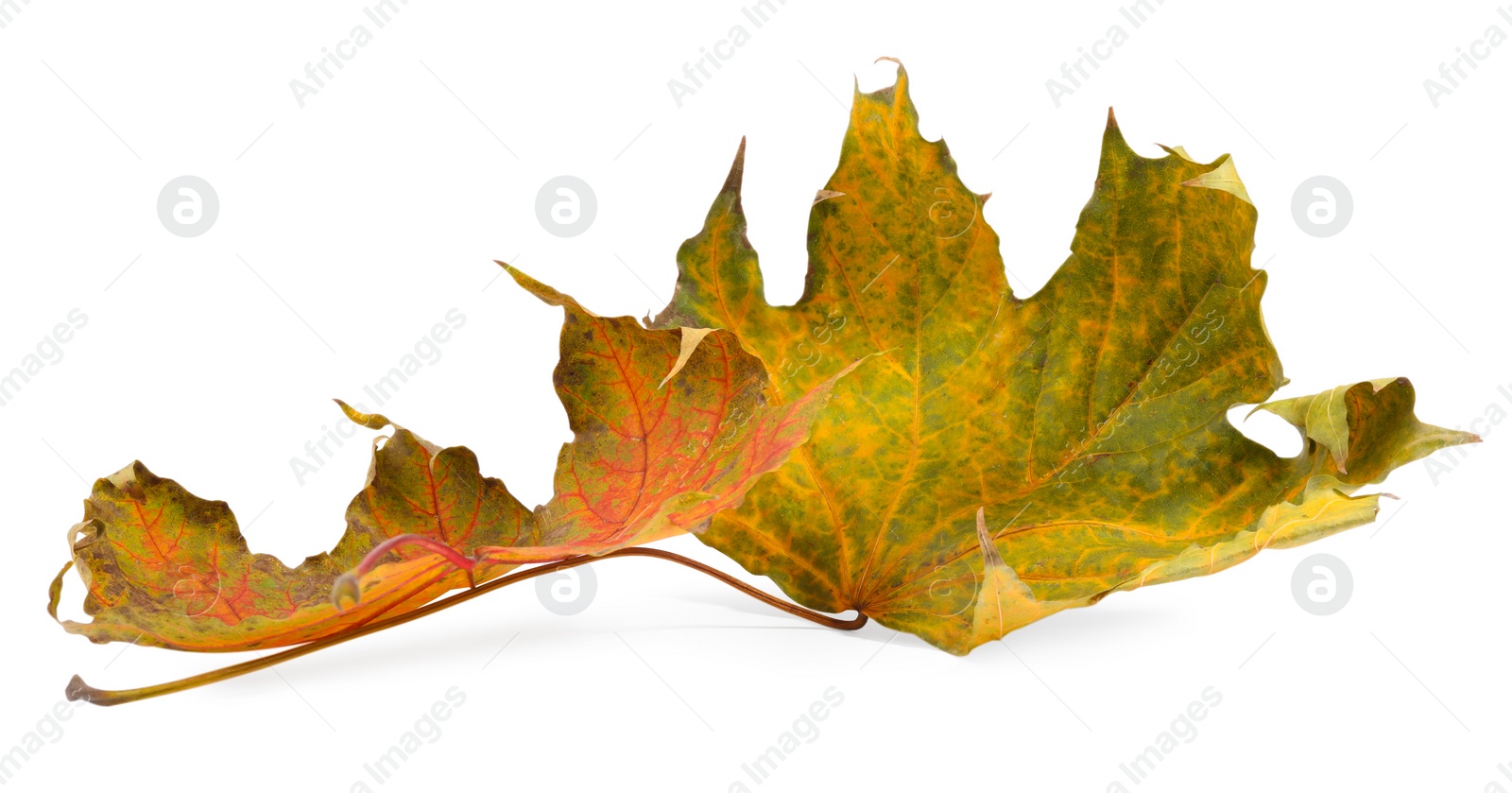 Photo of Autumn season. Dry maple leaves isolated on white