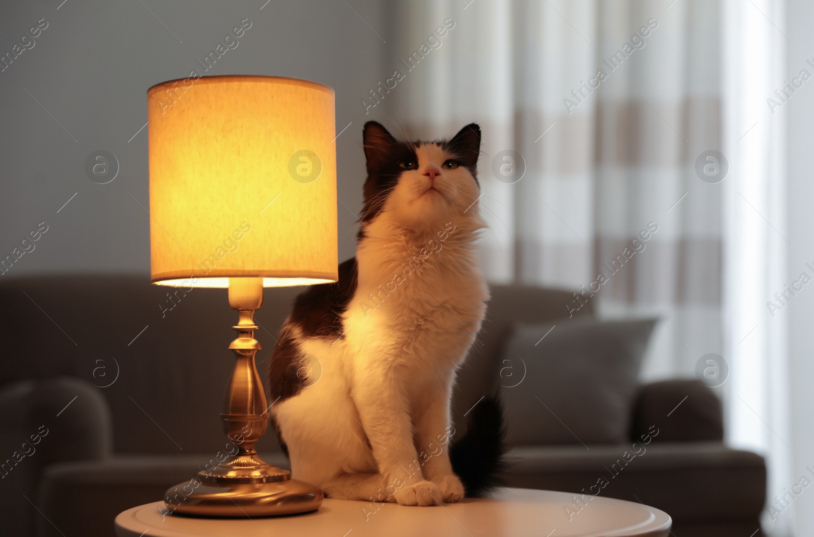 Photo of Cute cat sitting on table near lamp at home