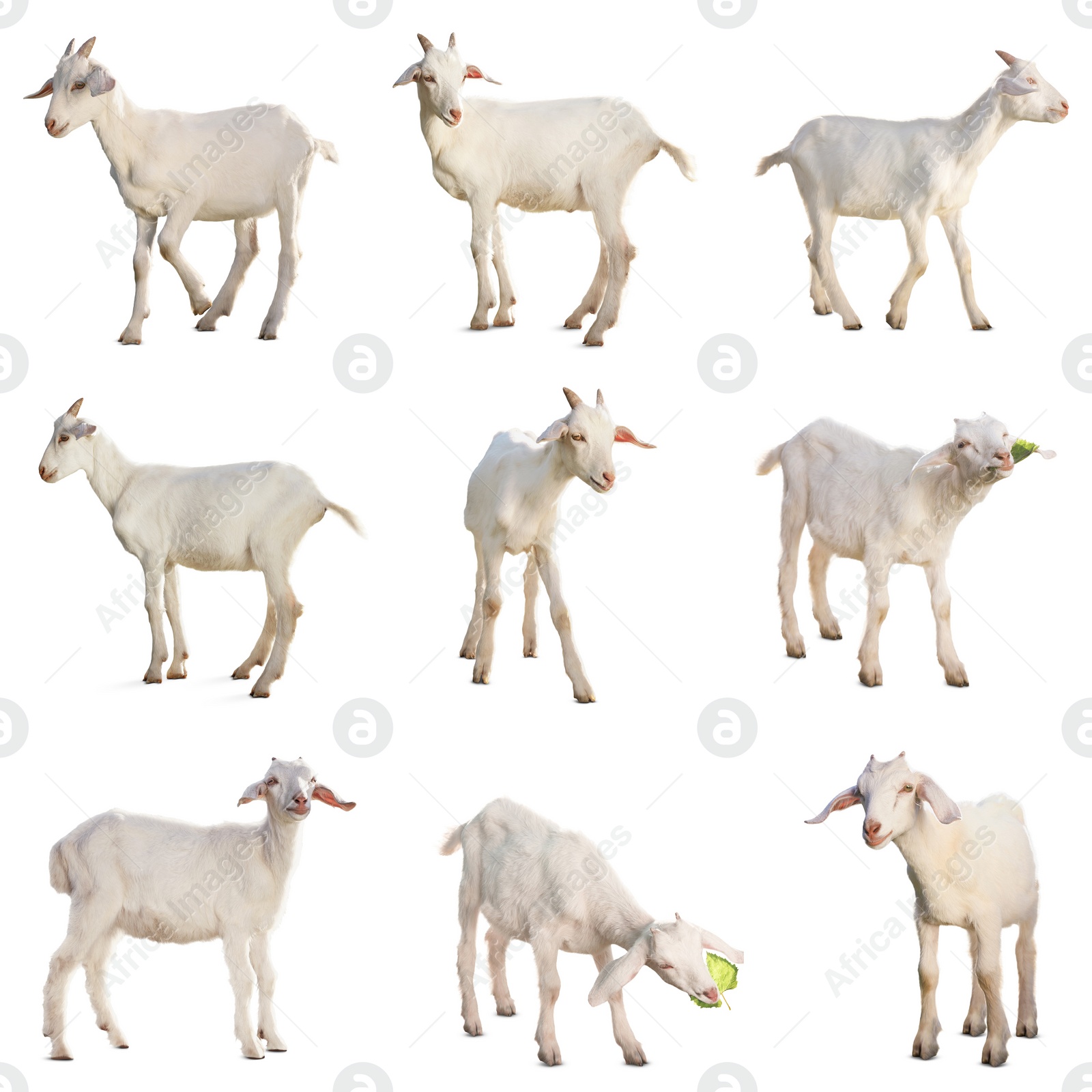 Image of Cute goats isolated on white. Farm animal