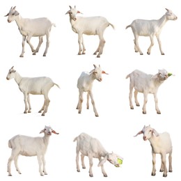 Cute goats isolated on white. Farm animal