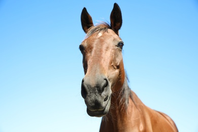 Photo of Chestnut horse outdoors on sunny day, closeup. Beautiful pet