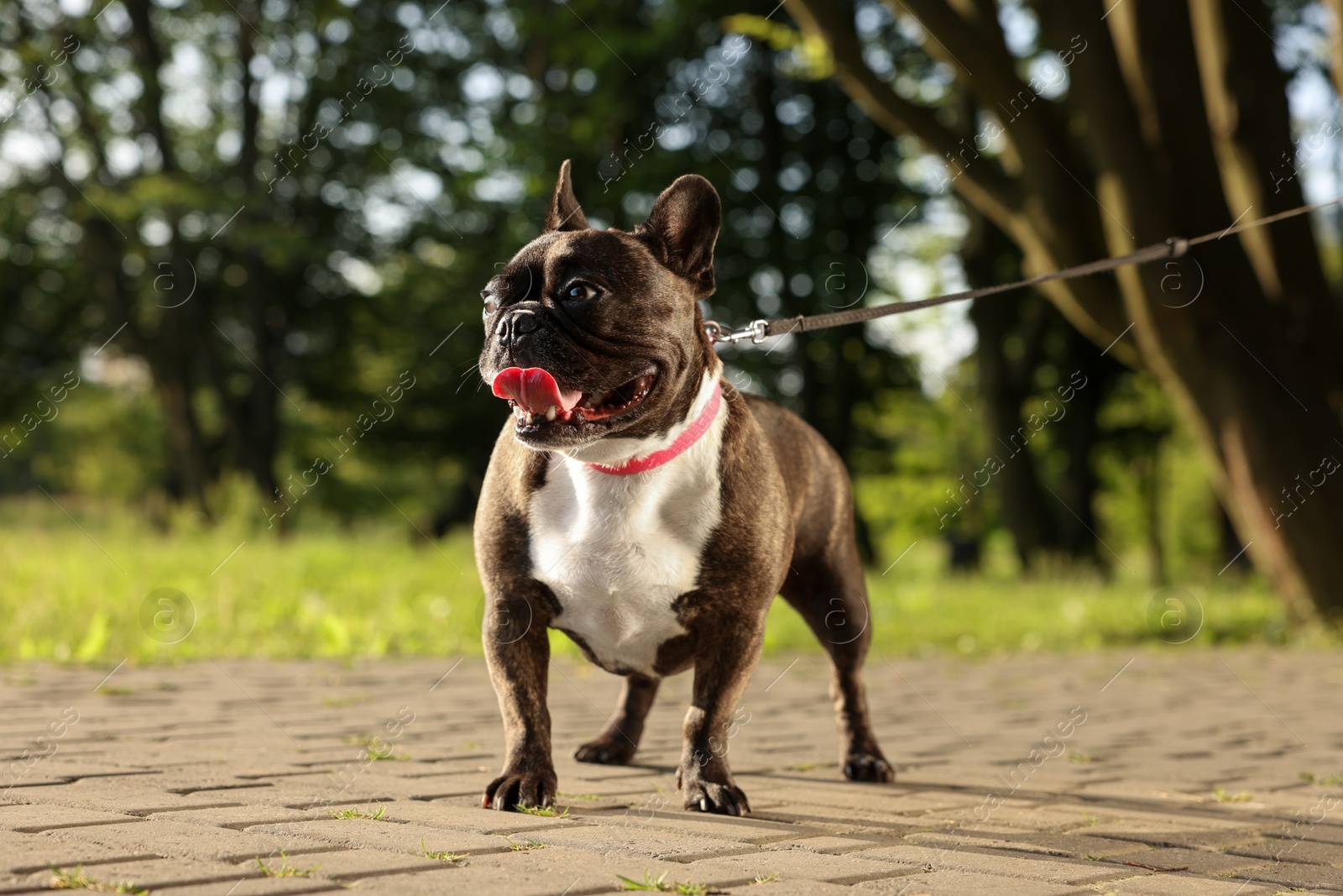 Photo of Cute French Bulldog on walk outdoors on sunny day