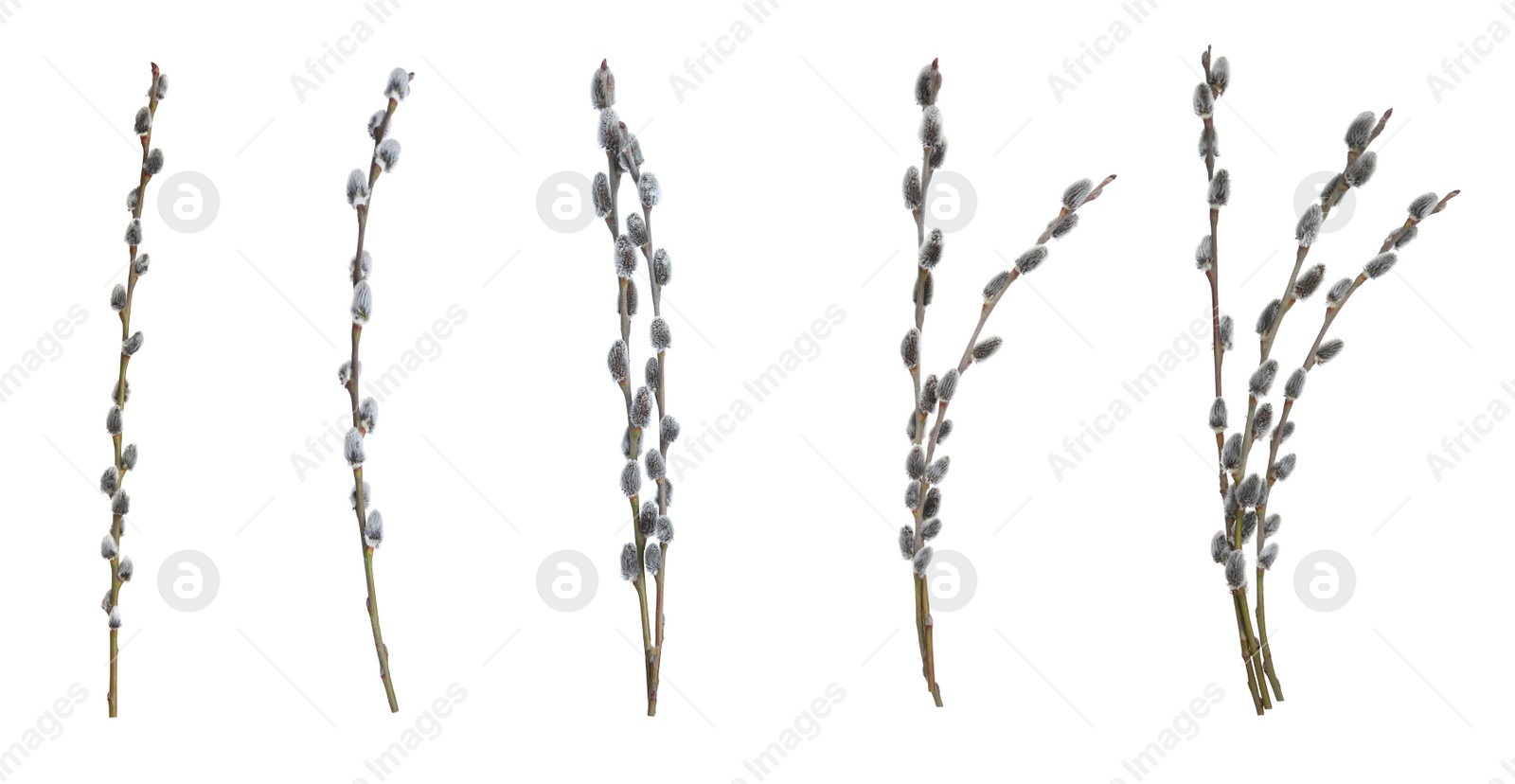 Image of Set with beautiful pussy willow branches on white background. Banner design