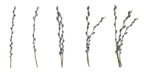 Image of Set with beautiful pussy willow branches on white background. Banner design