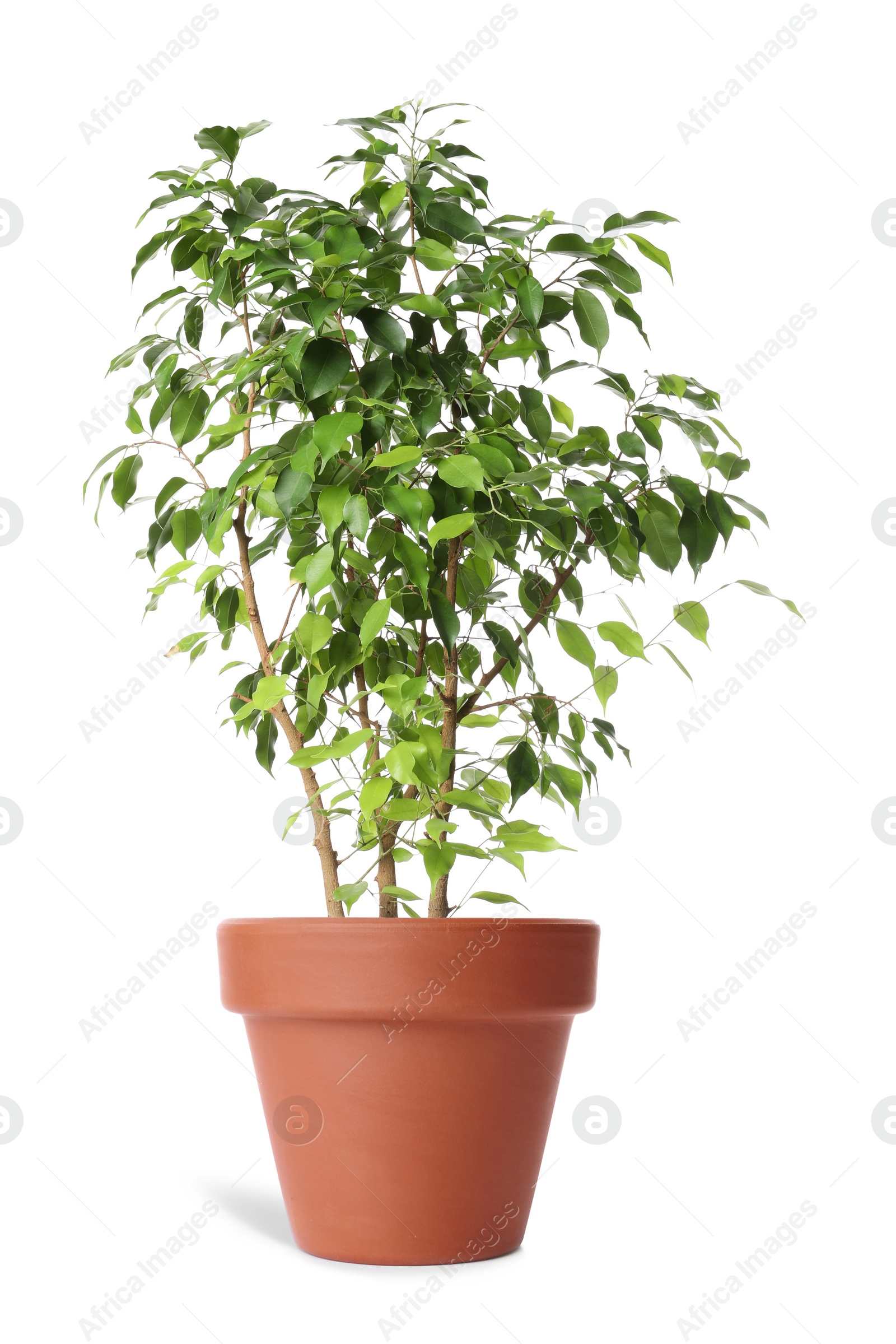 Image of Beautiful ficus plant in terracotta pot isolated on white. House decor