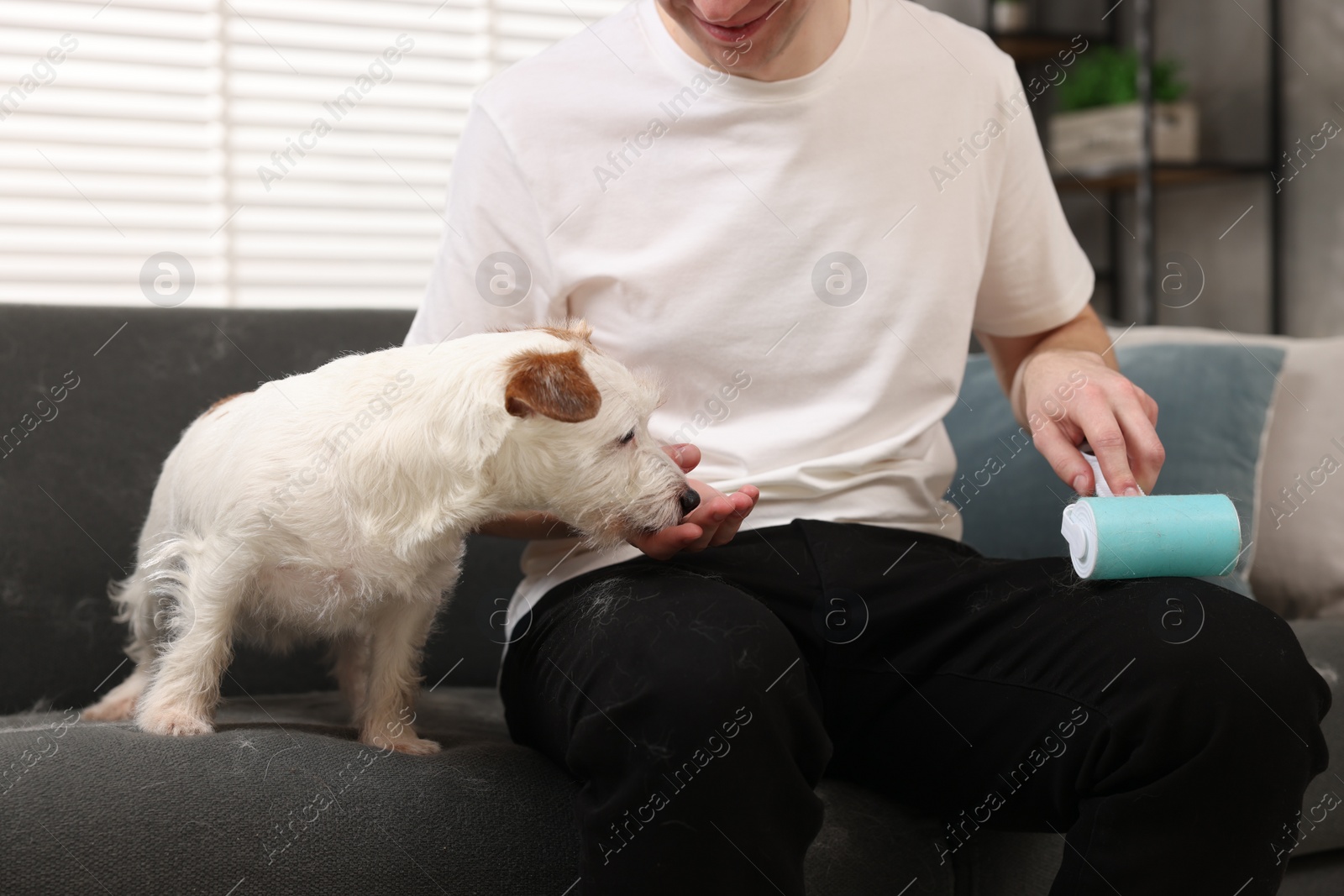 Photo of Pet shedding. Man with lint roller removing dog's hair from pants at home, closeup