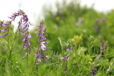 Photo of Closeup view of beautiful meadow with blooming purple flowers