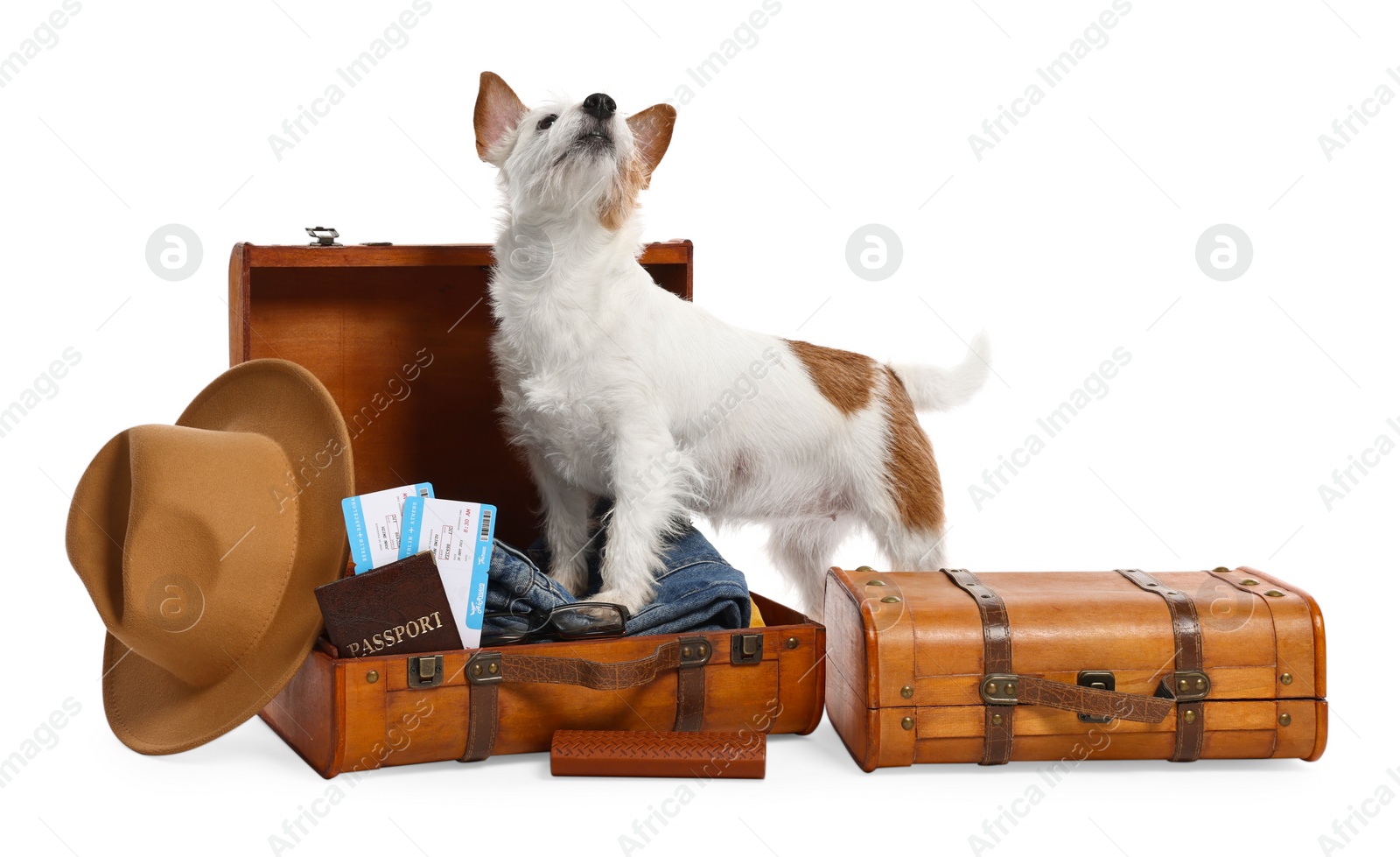 Photo of Travel with pet. Dog, clothes and suitcases on white background