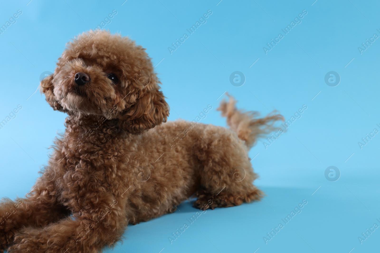 Photo of Cute Maltipoo dog on light blue background, space for text. Lovely pet