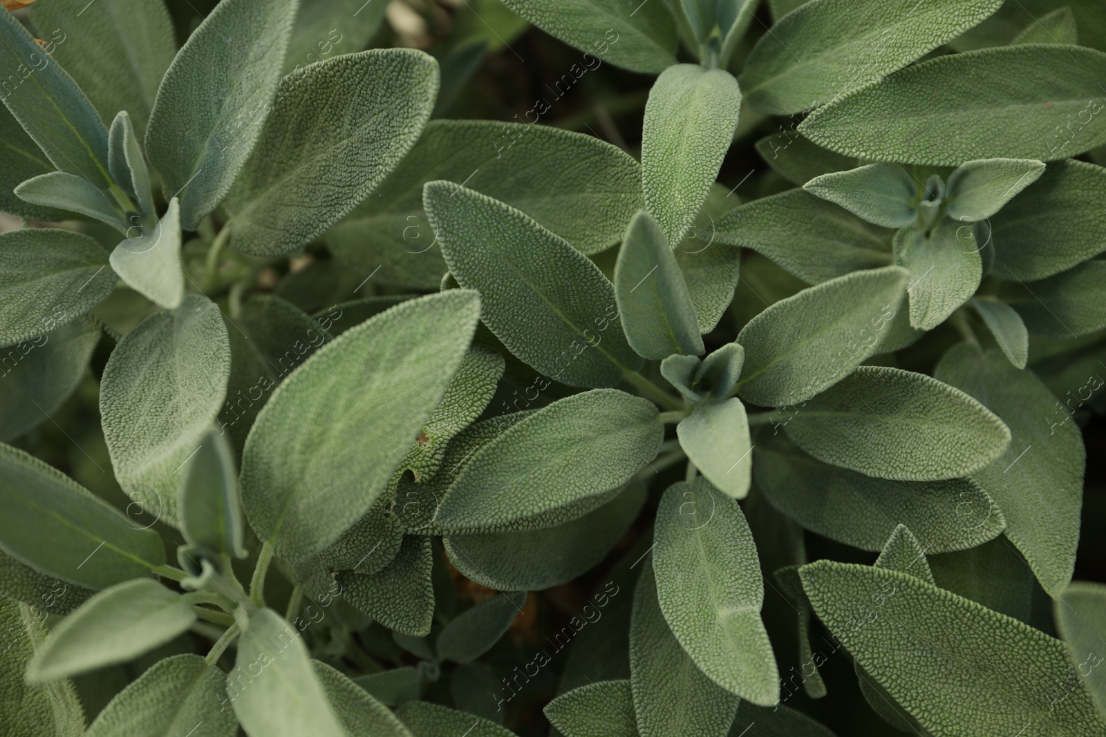 Photo of Beautiful sage with green leaves growing outdoors, closeup