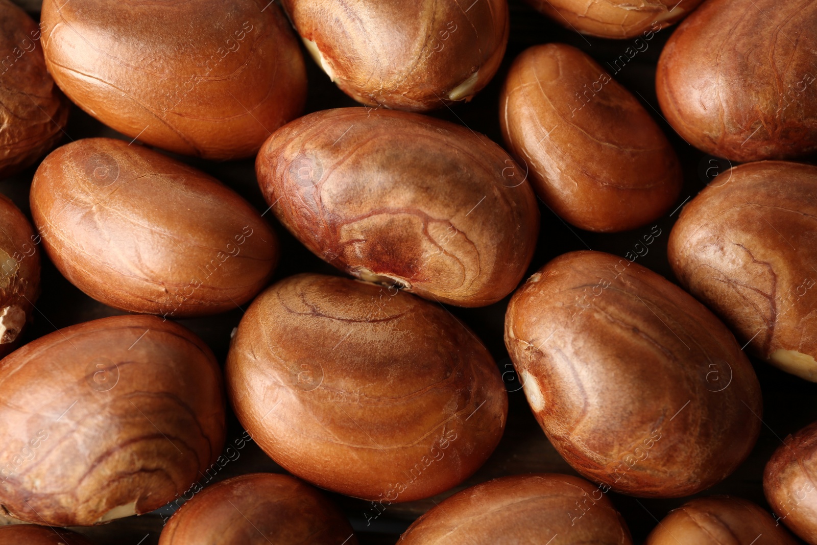 Photo of Many raw jackfruit seeds as background, closeup