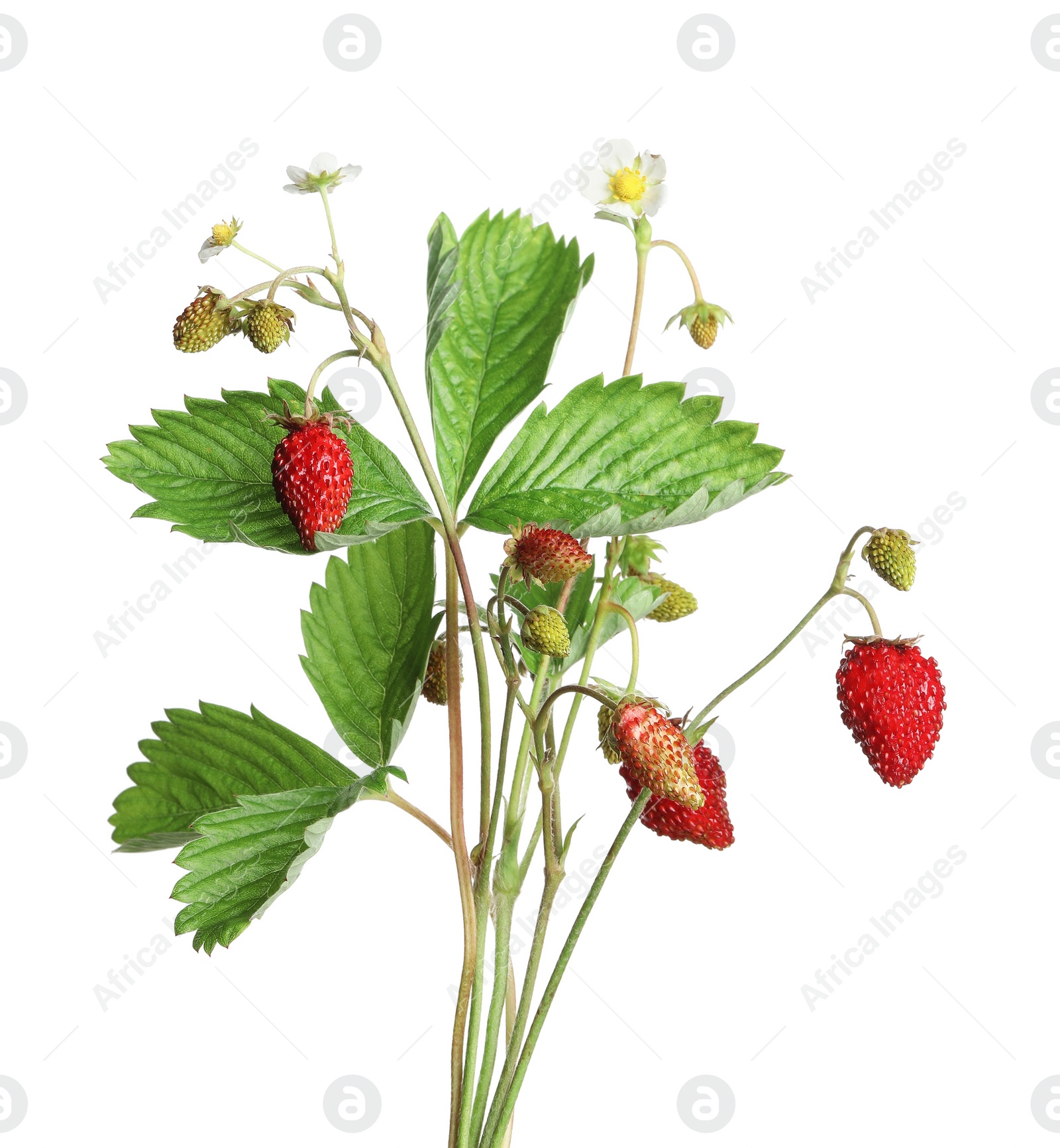 Photo of Stems of wild strawberry with berries, green leaves and flowers isolated on white