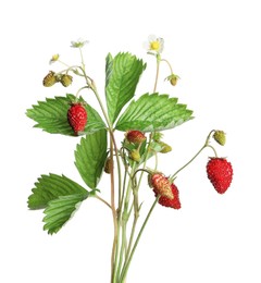 Stems of wild strawberry with berries, green leaves and flowers isolated on white