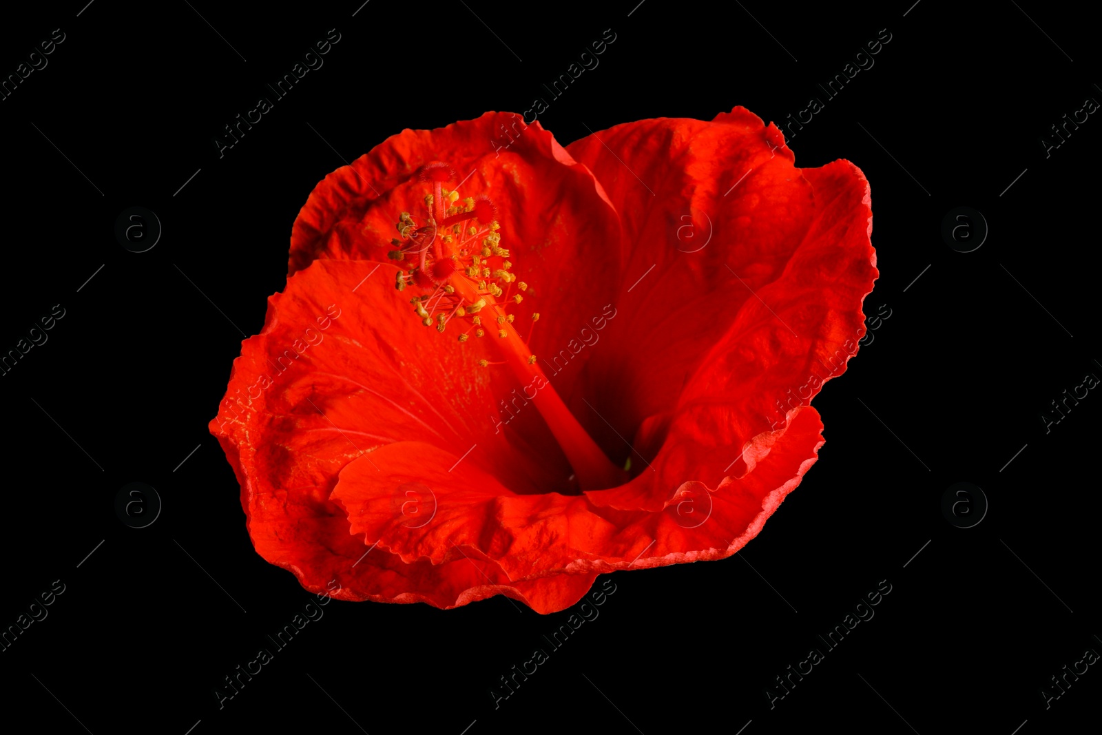 Photo of Beautiful red hibiscus flower on black background