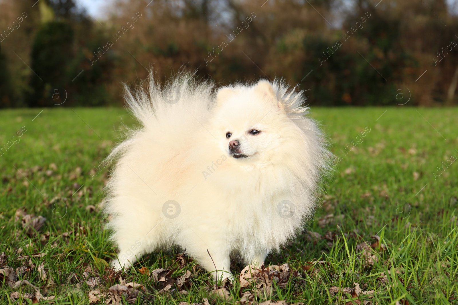 Photo of Cute fluffy Pomeranian dog on green grass outdoors. Lovely pet