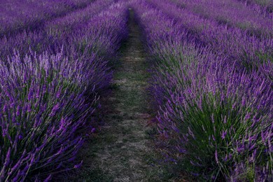 Picturesque view of beautiful blooming lavender field