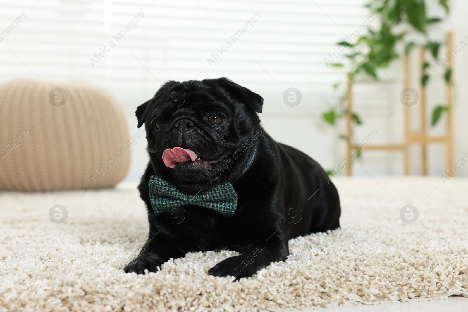 Photo of Cute Pug dog with grey checkered bow tie on neck in room