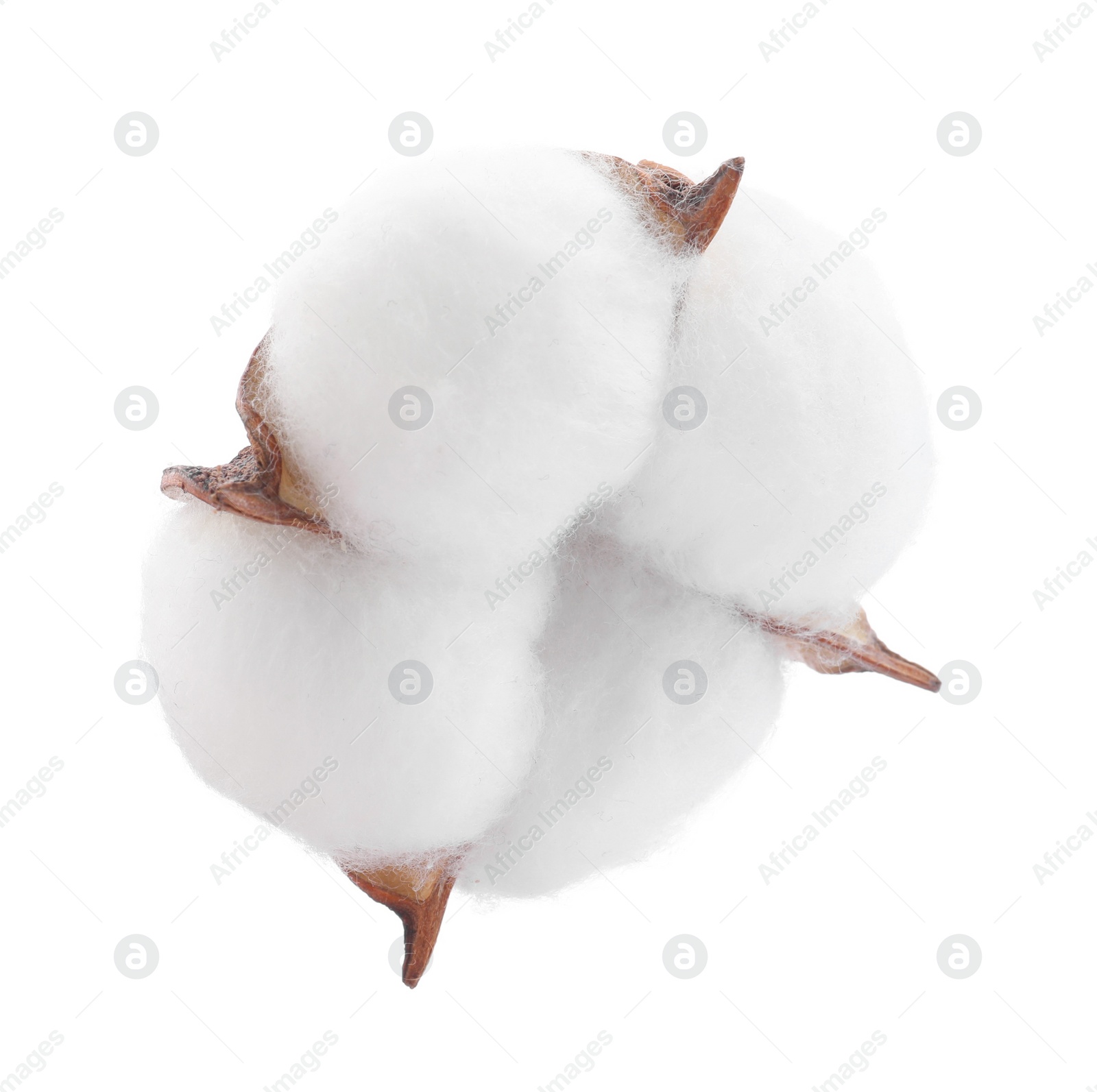 Photo of One soft cotton flower isolated on white