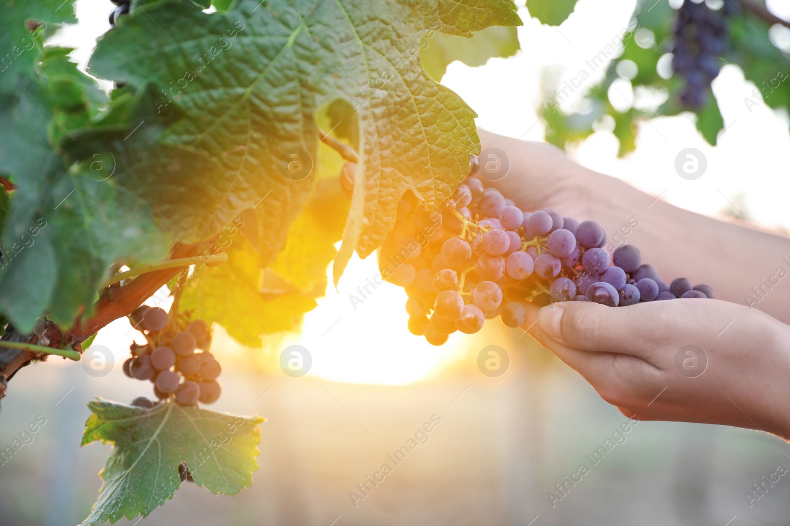 Photo of Woman picking grapes in vineyard on sunset, closeup