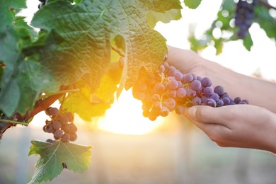 Woman picking grapes in vineyard on sunset, closeup