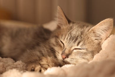 Photo of Cute grey kitten sleeping on blanket indoors. Adorable pet
