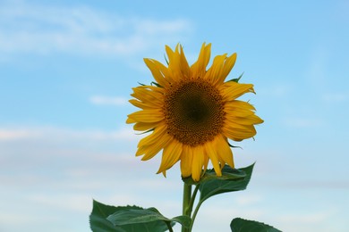 Beautiful blooming sunflower against sky on summer day