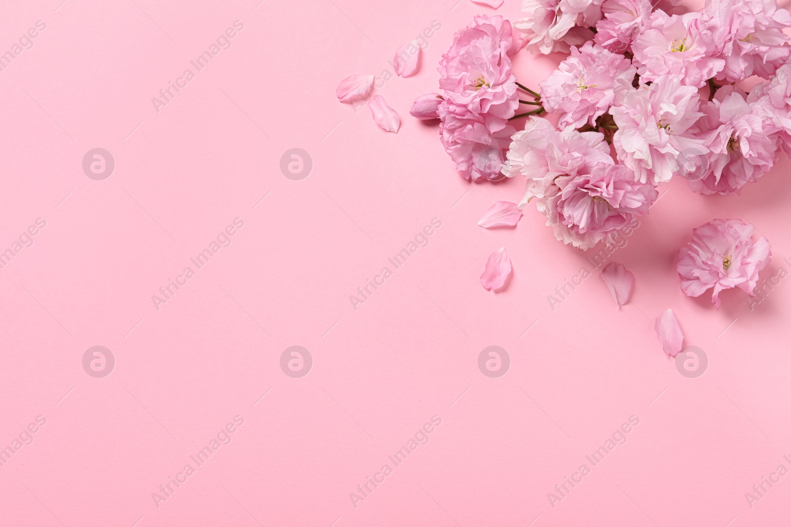 Photo of Beautiful sakura tree blossoms on pink background, flat lay. Space for text