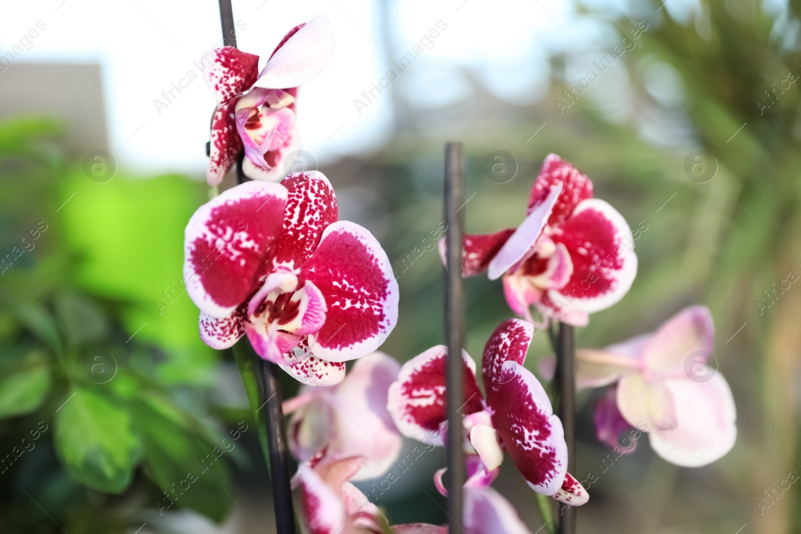 Photo of Beautiful blooming tropical orchid flowers in store, closeup