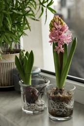 Beautiful bulbous plants on window sill indoors. Spring time