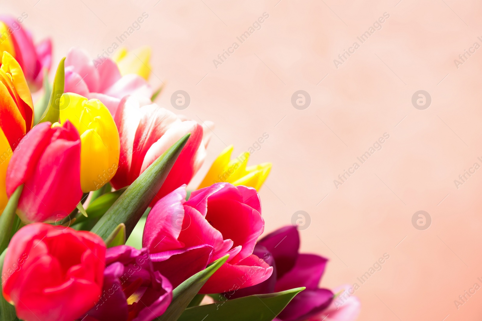 Photo of Beautiful spring tulips on light pink background, closeup. Space for text