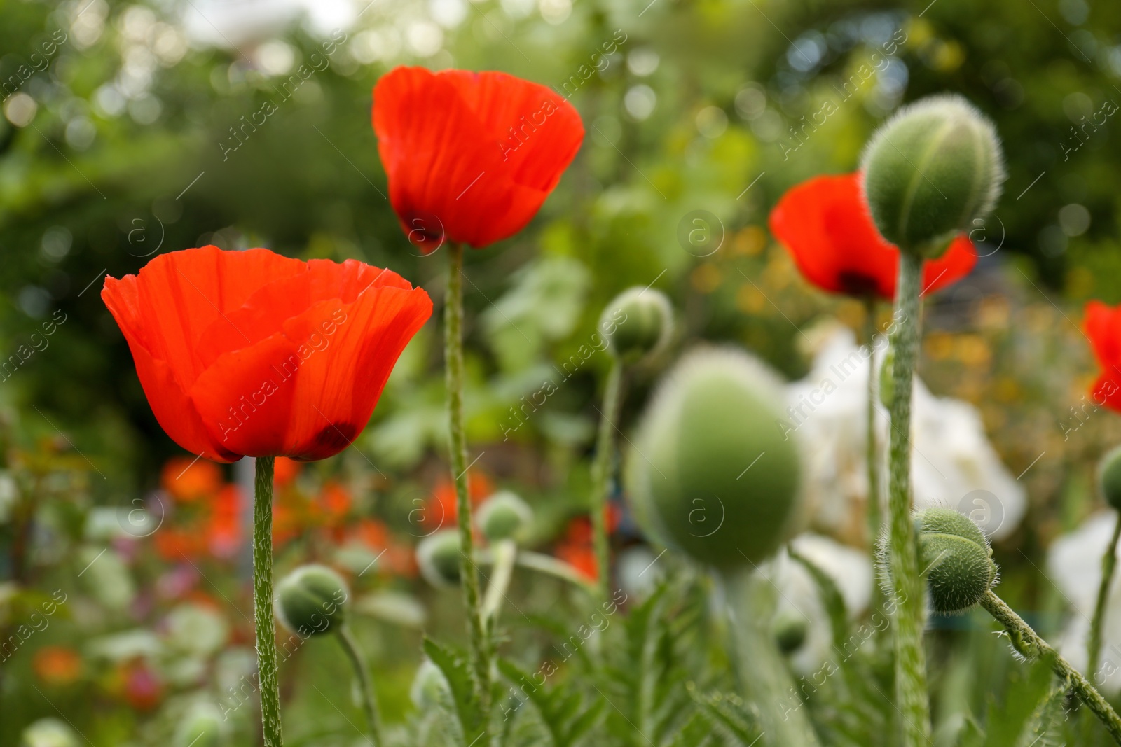 Photo of Many beautiful blooming red poppy flowers outdoors