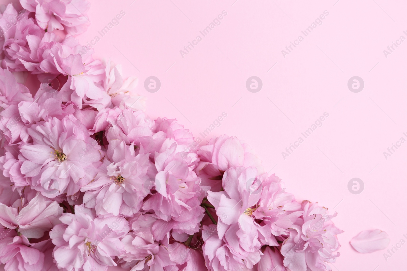 Photo of Beautiful sakura blossom on pink background, space for text. Japanese cherry