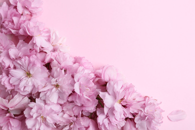 Photo of Beautiful sakura blossom on pink background, space for text. Japanese cherry