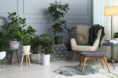 Photo of Many potted houseplants near cozy armchair in stylish room