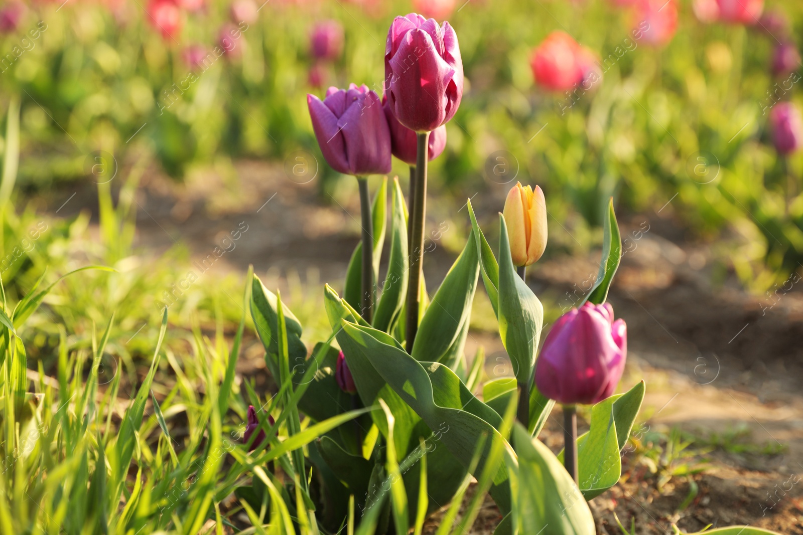 Photo of Field with fresh beautiful tulips. Blooming spring flowers