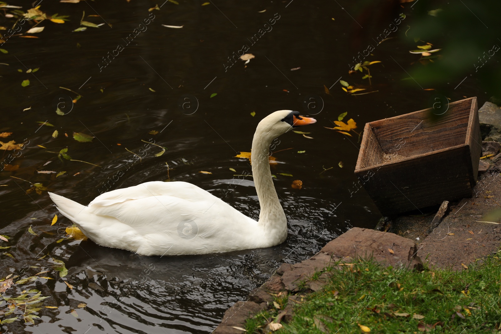 Photo of Beautiful swan and fallen yellow leaves in lake