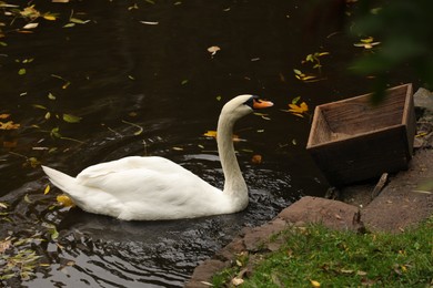 Photo of Beautiful swan and fallen yellow leaves in lake