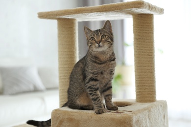 Photo of Cute tabby cat and pet tree at home
