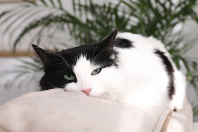 Photo of Cute cat on sofa indoors. Domestic pet