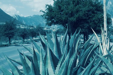 Photo of Beautiful Agave plant growing along road on sunny day