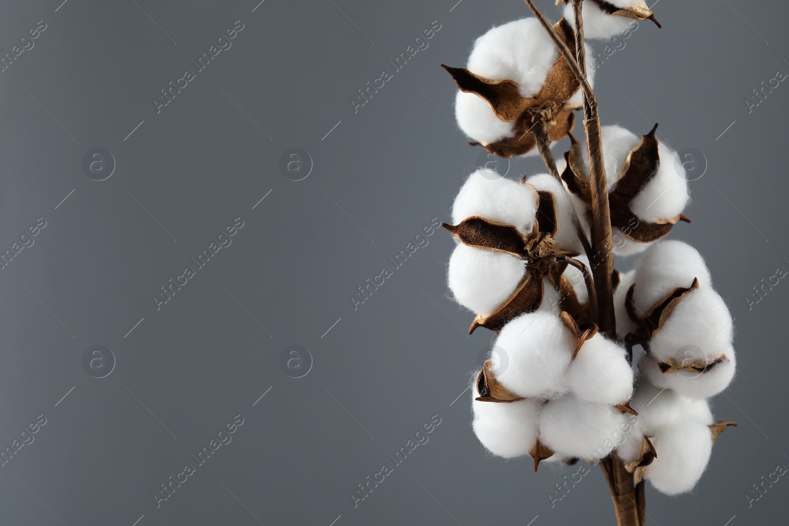 Photo of Beautiful cotton branch with fluffy flowers on grey background, closeup. Space for text